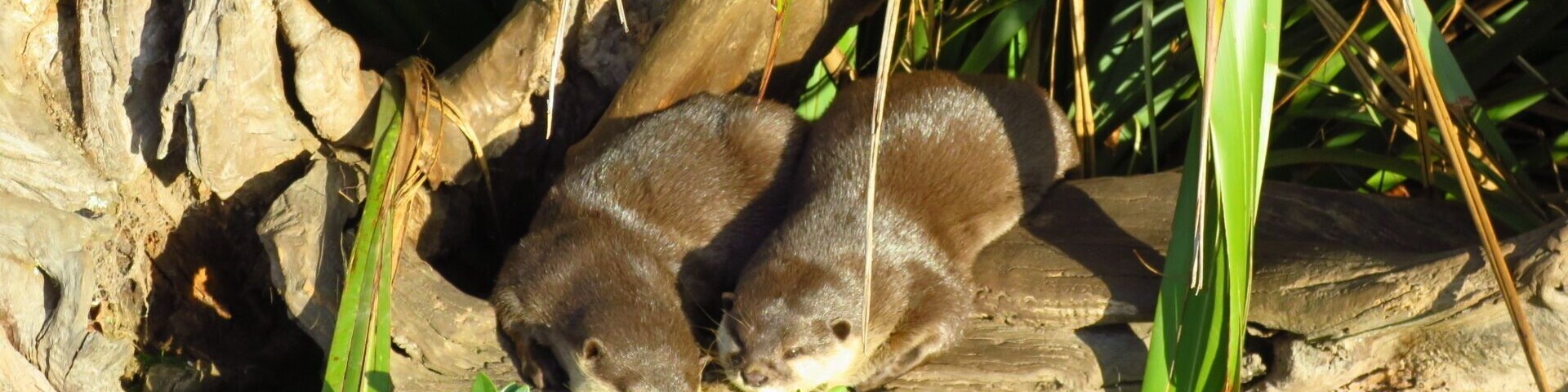 The waitoreke (or waitoreki, waitorete) is an otter/beaver-like cryptid said to live in New Zealand. It is usually described as a small otter-like animal that lives in the South Island of New Zealand.
The New Zealand Otter is smaller than its European counterpart, as some of the witnesses had seen the European species in the wild.
Their fur is described as ranging in color from dark brown to sepia, in most instances with a lighter underbelly.