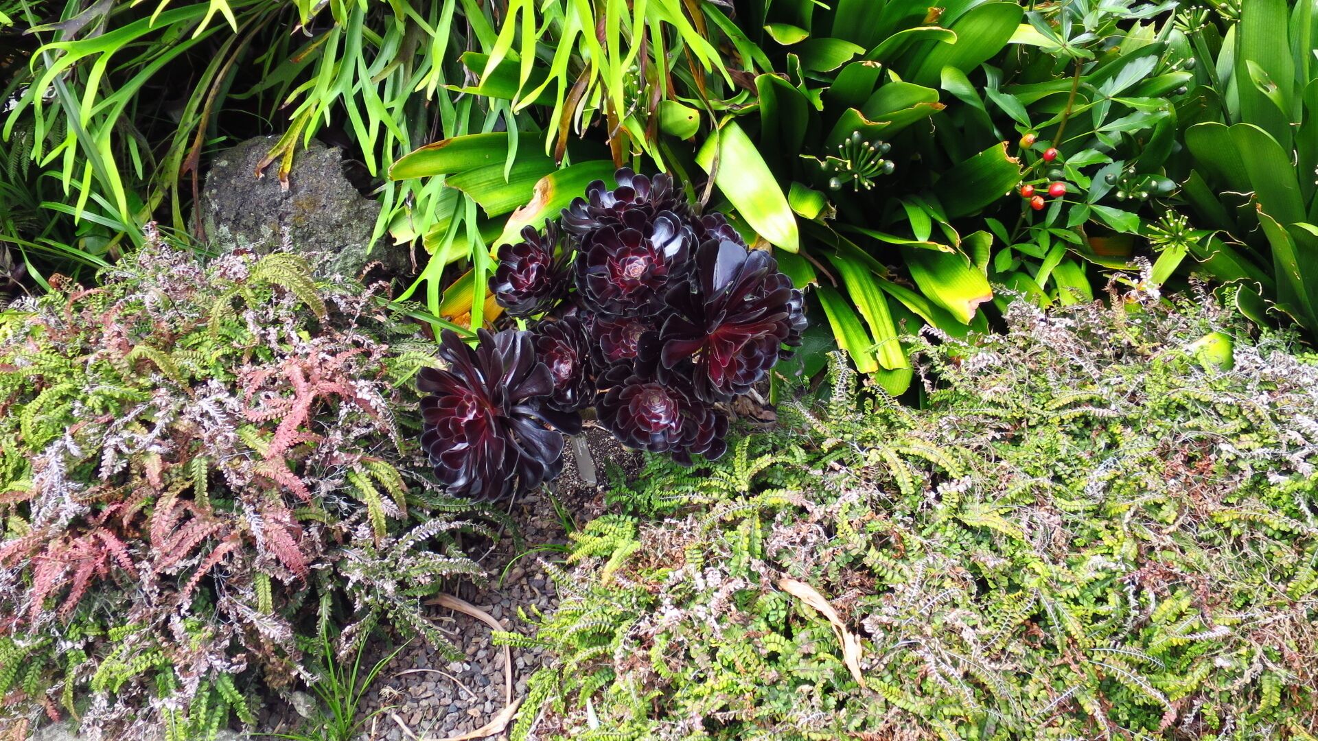 Aeonium 'Zwartkop' also called Aeonium 'Schwarzkopf', goes by several common names, including “Black Rose” and “Large Purple Aeonium”. 
