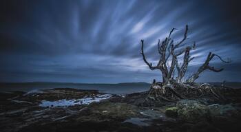 This tree that was on the rocks at Snapper Rock at the end of Pohutakawa Road in Beachlands