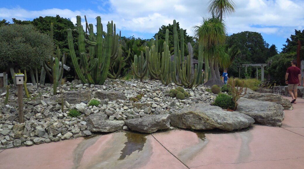 A lot of cactus species in Auckland Botanic Gardens