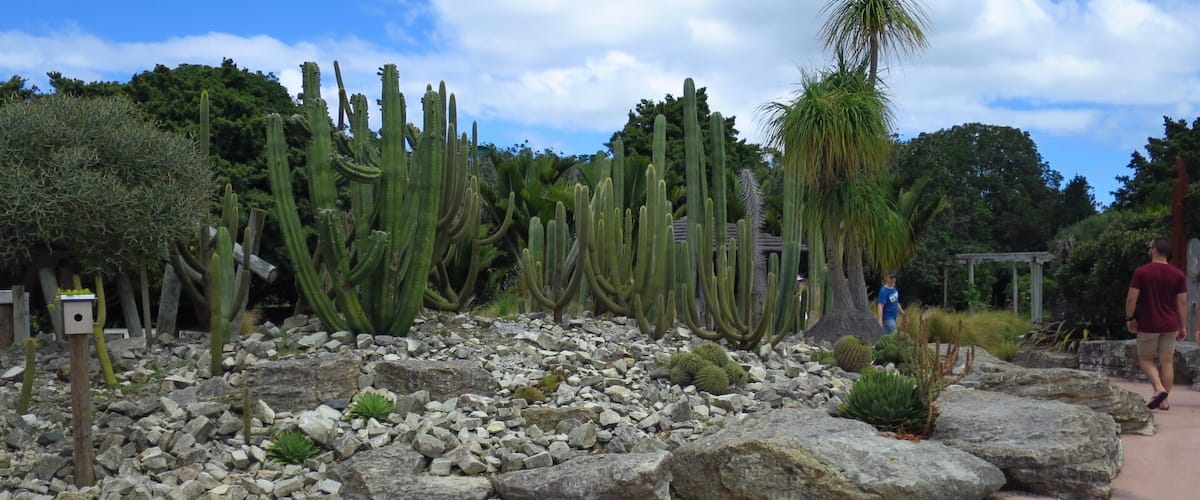 A lot of cactus species in Auckland Botanic Gardens
