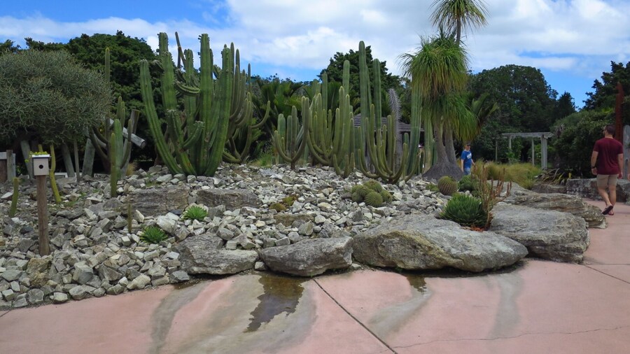 A lot of cactus species in Auckland Botanic Gardens