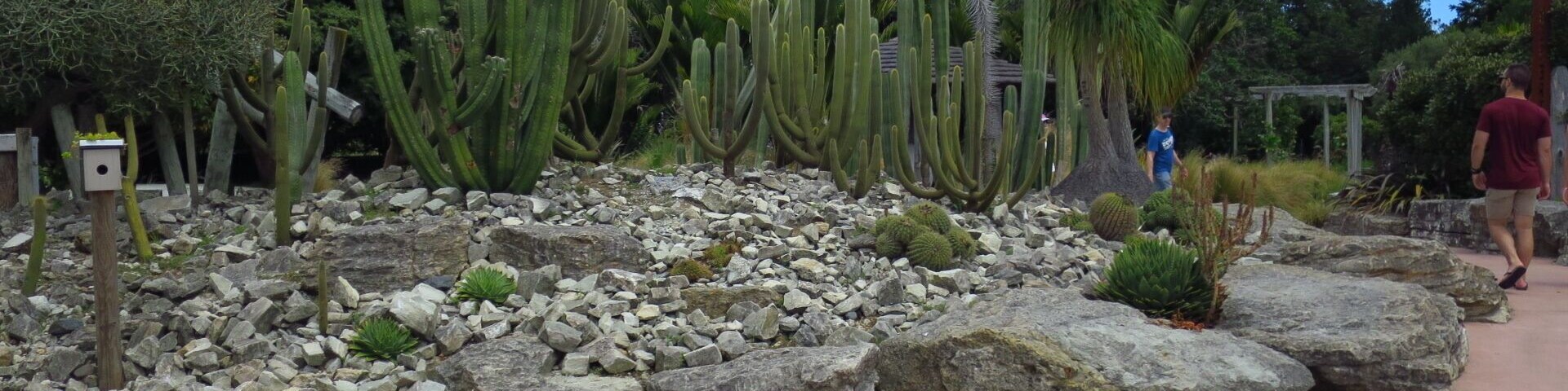 A lot of cactus species in Auckland Botanic Gardens