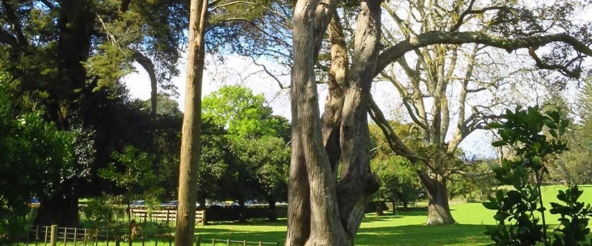 Cornwall Park has tree plantings dating back over the past 150 years.
The park is a great place for picnics.
The most popular use of the park is walking. No part of the park is closed to foot access.