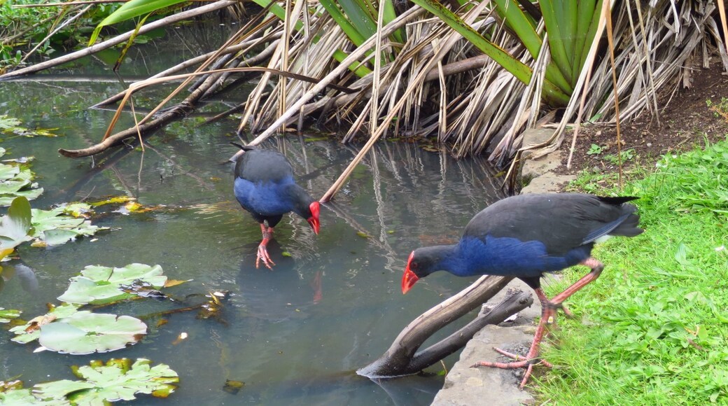 Western Springs Lakeside Park