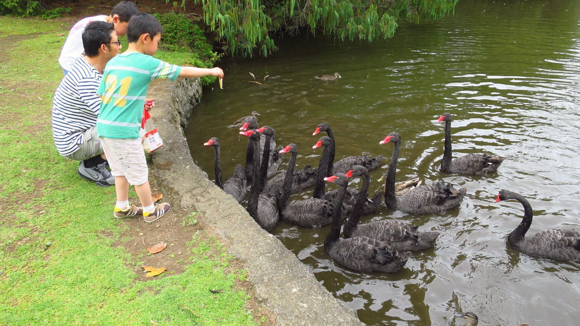 Western Springs Lakeside Park