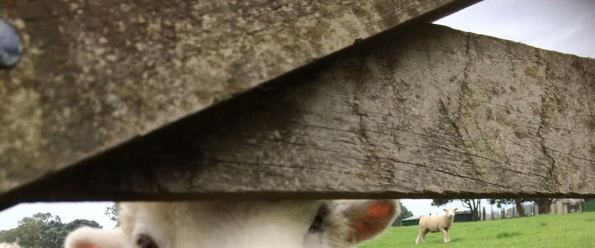 Baaaaaa you'll meet lots of friendly animals at this city farm ! Great for kids to experience farm life.