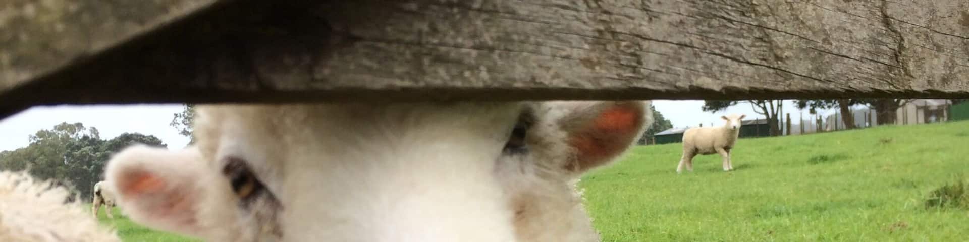 Baaaaaa you'll meet lots of friendly animals at this city farm ! Great for kids to experience farm life.