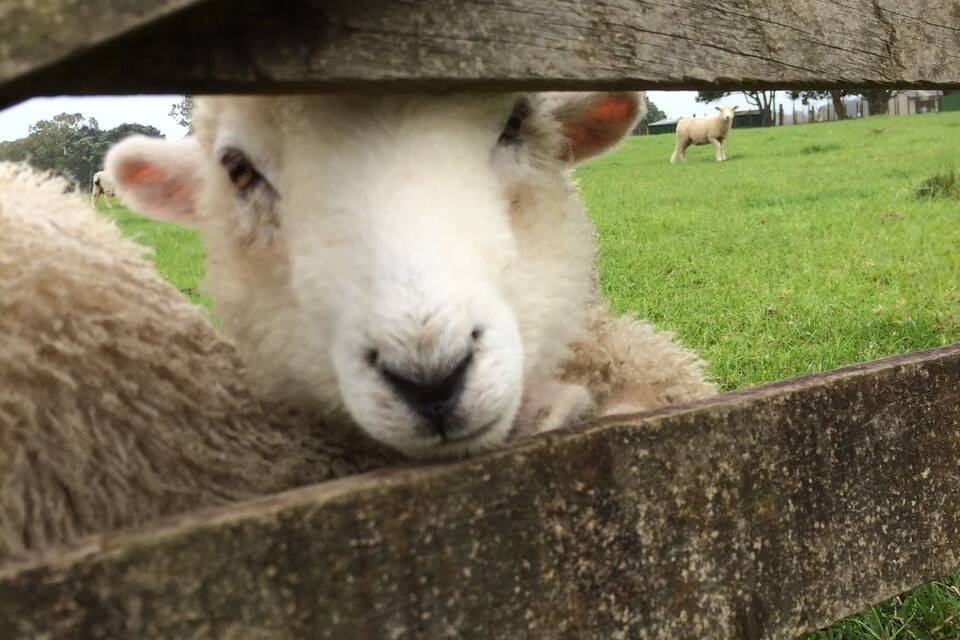 A sheep peeking through a wooden fence in a grassy field.