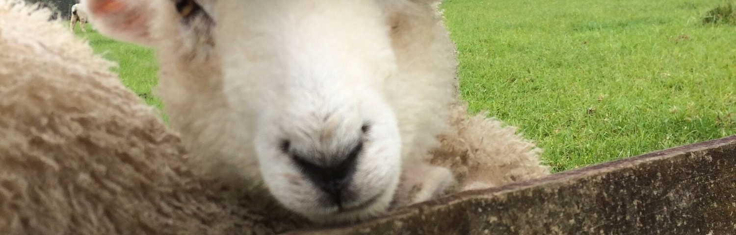 Baaaaaa you'll meet lots of friendly animals at this city farm ! Great for kids to experience farm life.