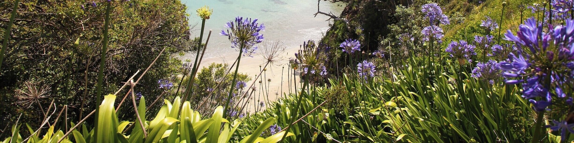 Waiheke Island will forever be one of the most beautiful places I've ever been to.
#NewZealand #NZ #Waiheke #landscape #nature #BarbaraAnnesPhotography