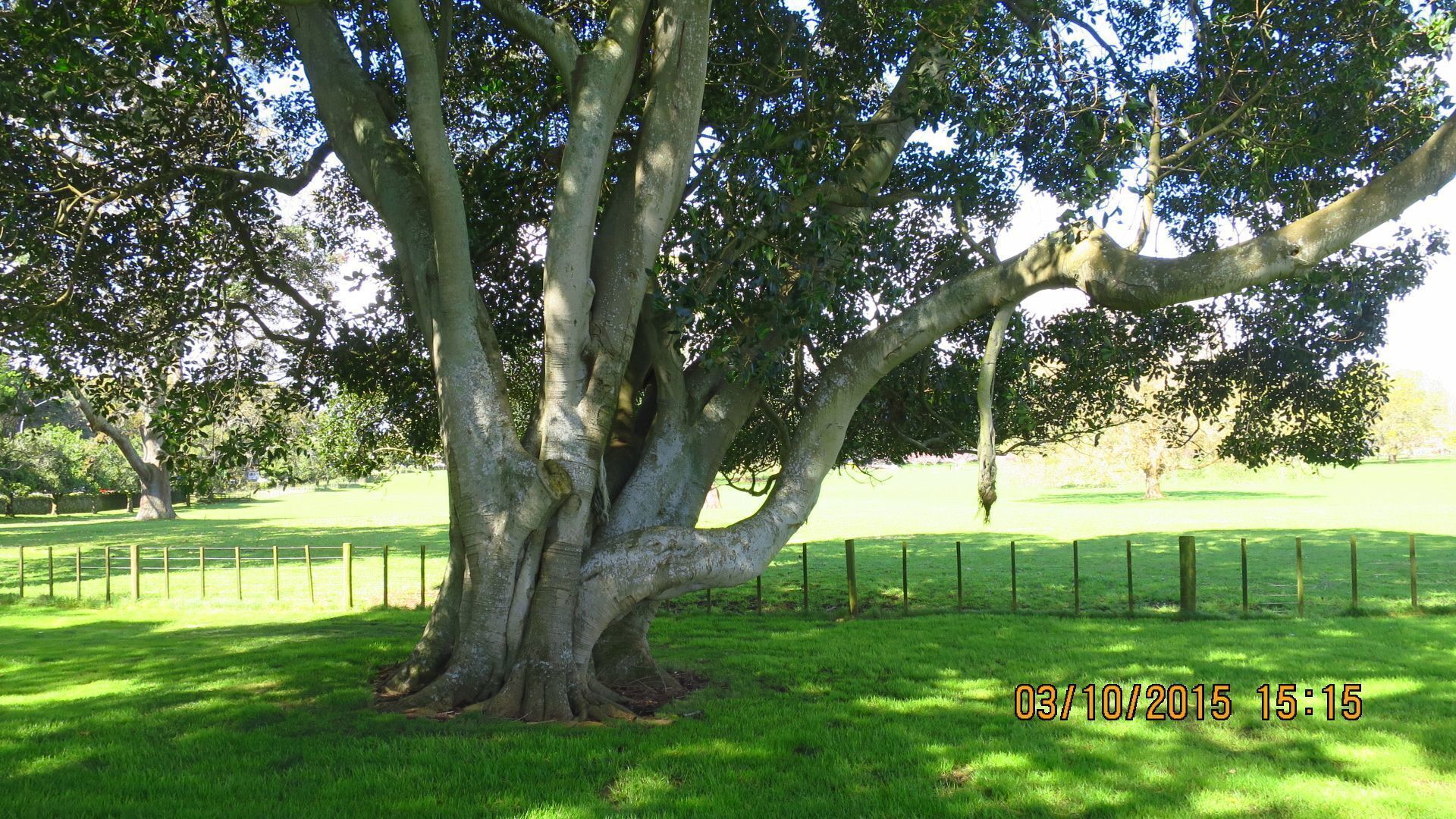 The Cornwall park is renowned for its landscape design and wide variety of mature trees. It is centred on a volcanic cone, One Tree Hill, with many interesting geological features.