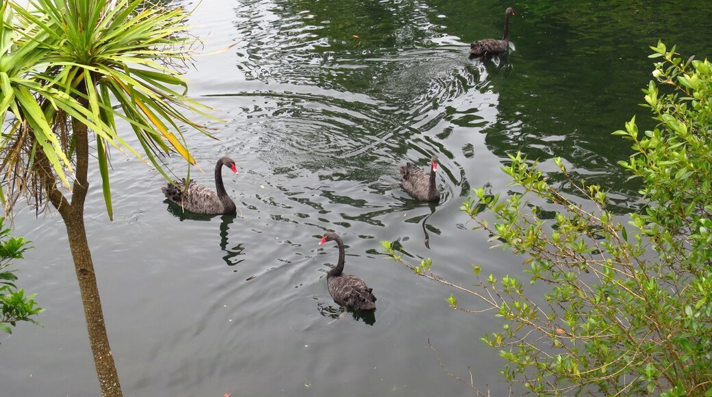 Western Springs Park consists of a sanctuary for wildlife, surrounding a lake fed by the natural springs. There are walking paths surrounding the lake with bridges going across sections of it. Auckland Zoo, MOTAT and Western Springs Stadium are all situated around the park.
#parks