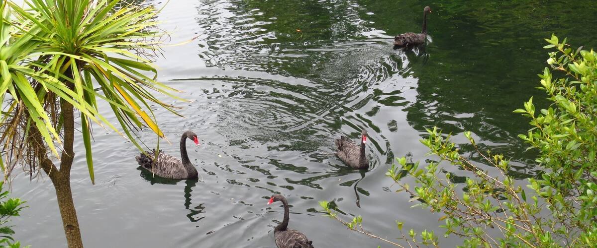 Western Springs Park consists of a sanctuary for wildlife, surrounding a lake fed by the natural springs. There are walking paths surrounding the lake with bridges going across sections of it. Auckland Zoo, MOTAT and Western Springs Stadium are all situated around the park.
#parks