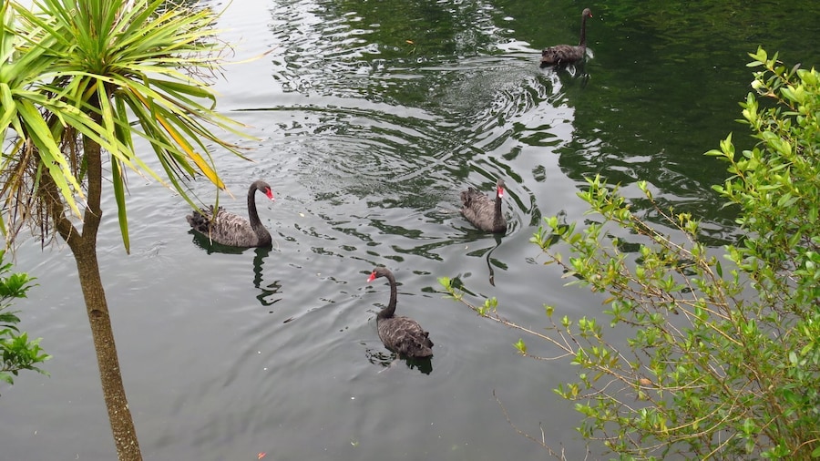 Western Springs Park consists of a sanctuary for wildlife, surrounding a lake fed by the natural springs. There are walking paths surrounding the lake with bridges going across sections of it. Auckland Zoo, MOTAT and Western Springs Stadium are all situated around the park.
#parks