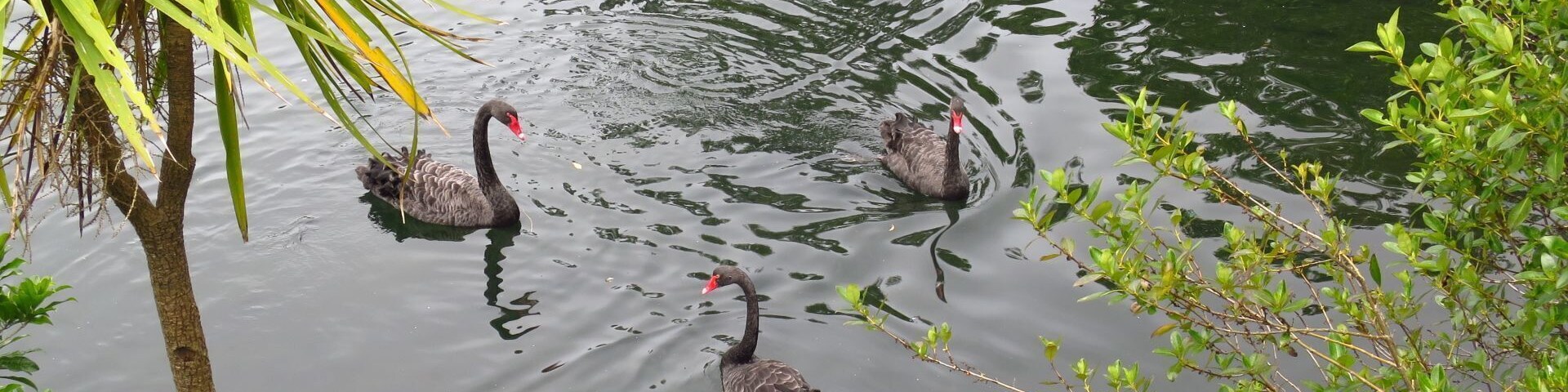 Western Springs Park consists of a sanctuary for wildlife, surrounding a lake fed by the natural springs. There are walking paths surrounding the lake with bridges going across sections of it. Auckland Zoo, MOTAT and Western Springs Stadium are all situated around the park.
#parks