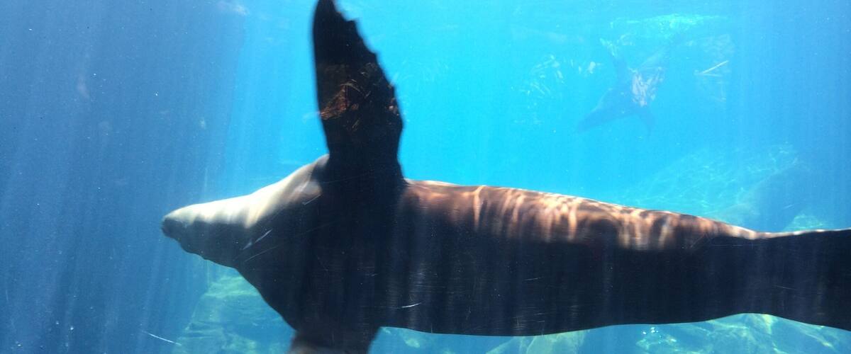 Seals love to show off at the zoo, I'm sure they've hit the clear wall at some point. Lovely to watch