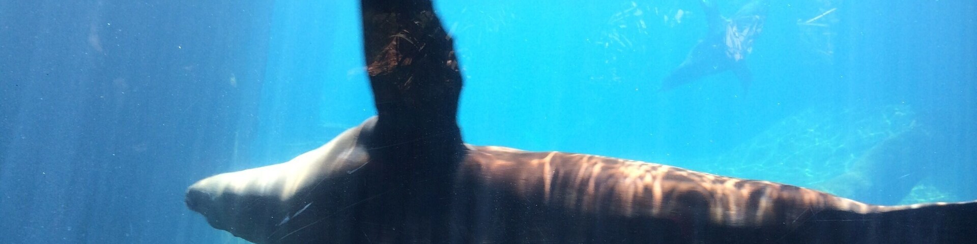 Seals love to show off at the zoo, I'm sure they've hit the clear wall at some point. Lovely to watch