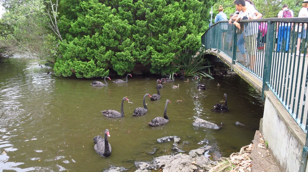 Black swans in Western Springs lake Auckland
