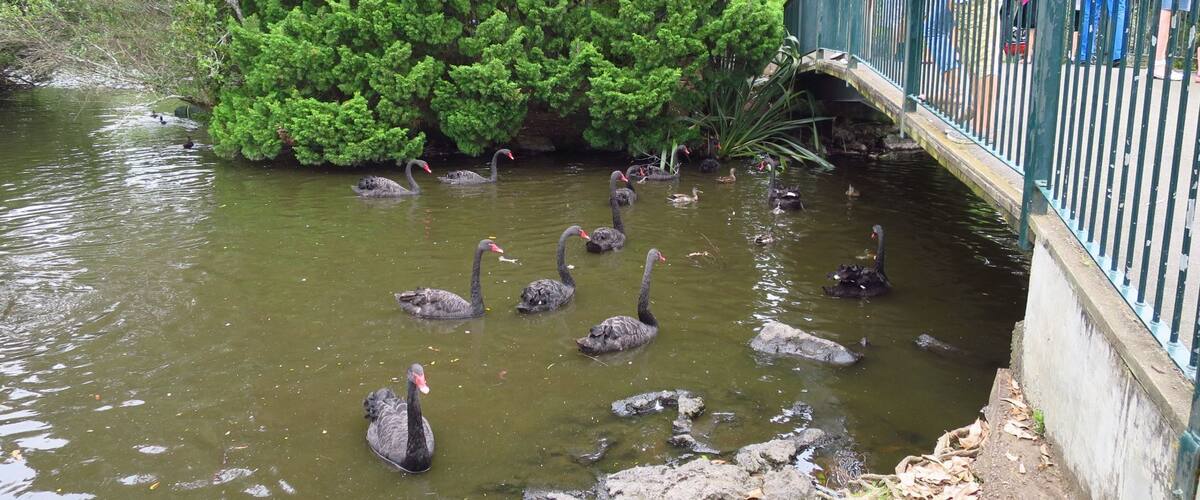 Black swans in Western Springs lake Auckland