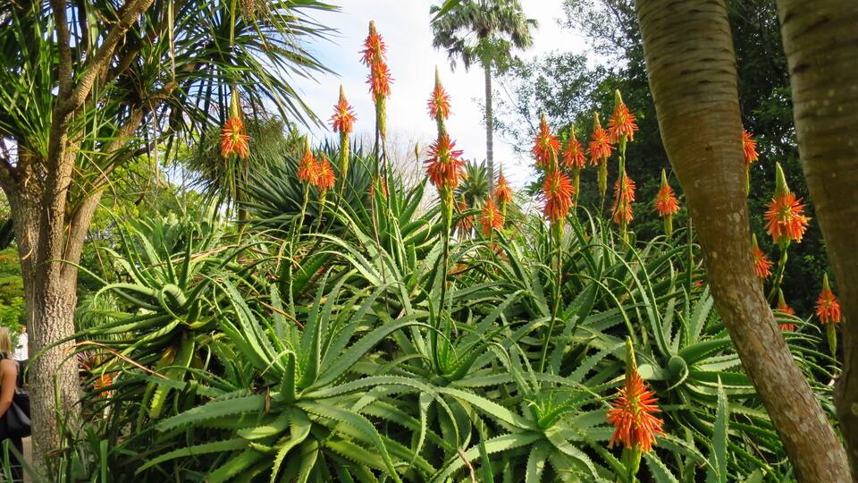 Aloe Vera - we found some beautiful aloe plants bloom walking through the Auckland ZOO.
Aloe bloom times depend on the species, but they often bloom sporadically throughout the year.
