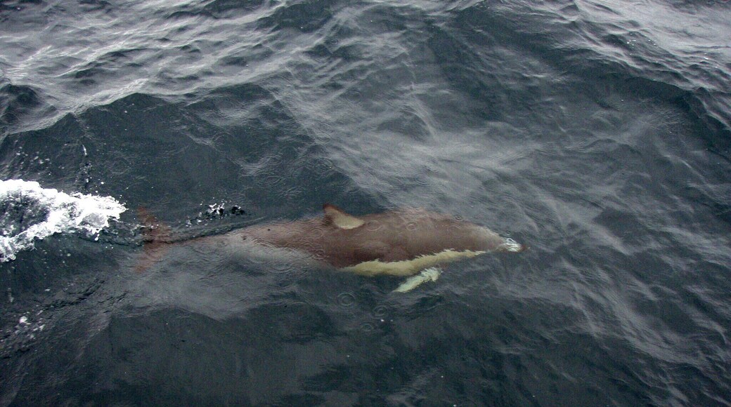 I think this is a short-beaked common dolphin. He was frolicking near our boat in the Auckland Harbour.