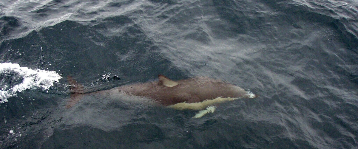 I think this is a short-beaked common dolphin. He was frolicking near our boat in the Auckland Harbour.