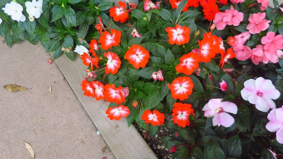 Nice flowers during a walk through Oneroa Town - Waiheke Island