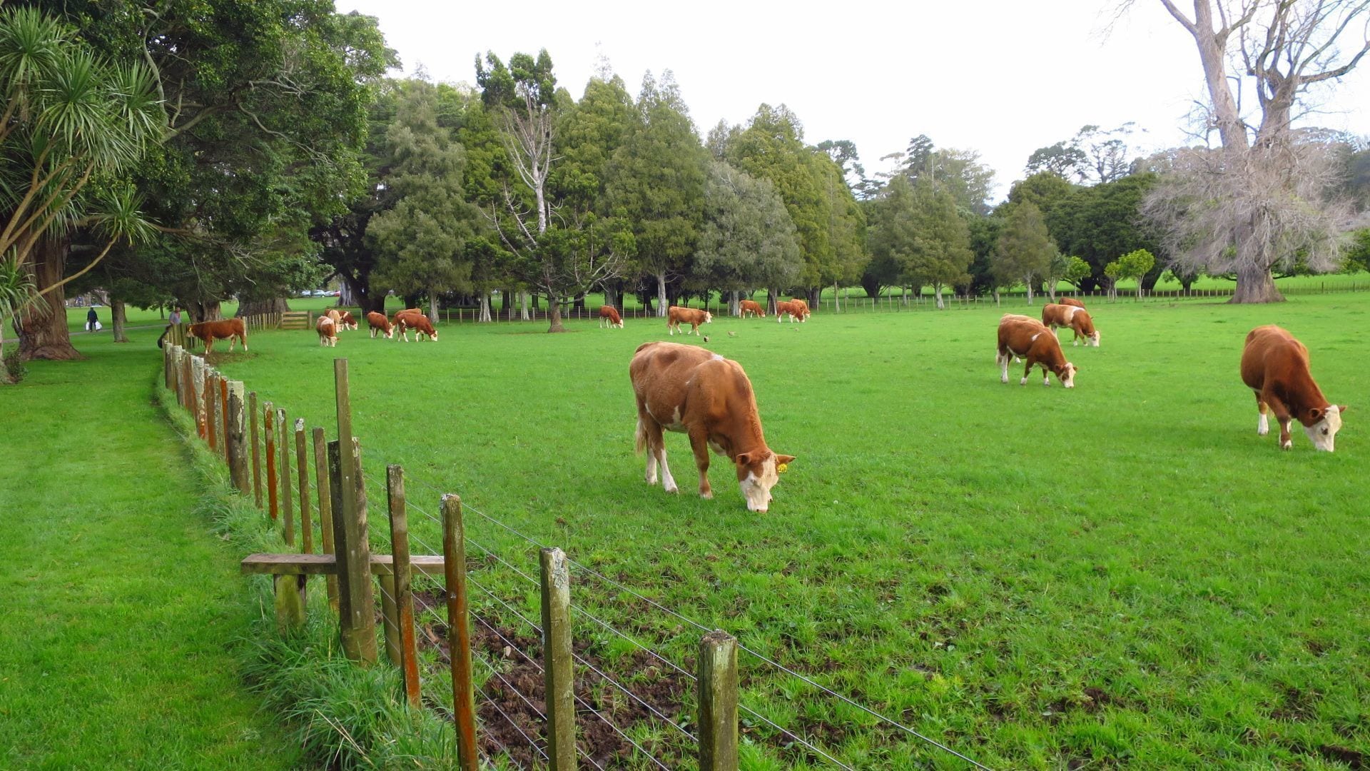 Some cows grazing quietly in Cornwall Park Auckland


#parks