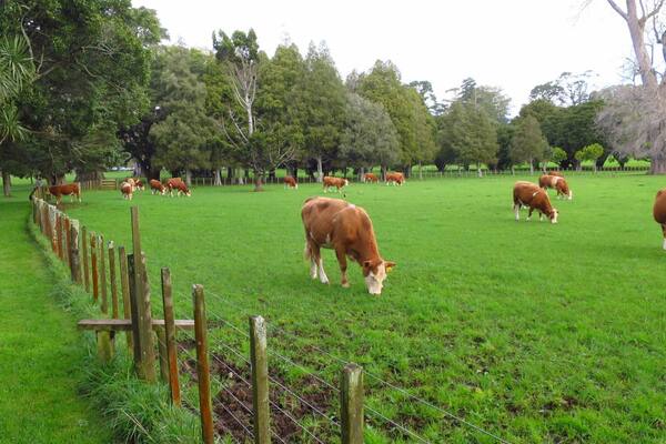 A grassy field with cows grazing, surrounded by trees and a wooden fence.