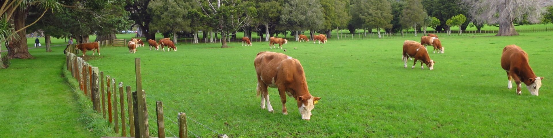 Un campo cubierto de hierba con vacas pastando, rodeado de árboles y una valla de madera.