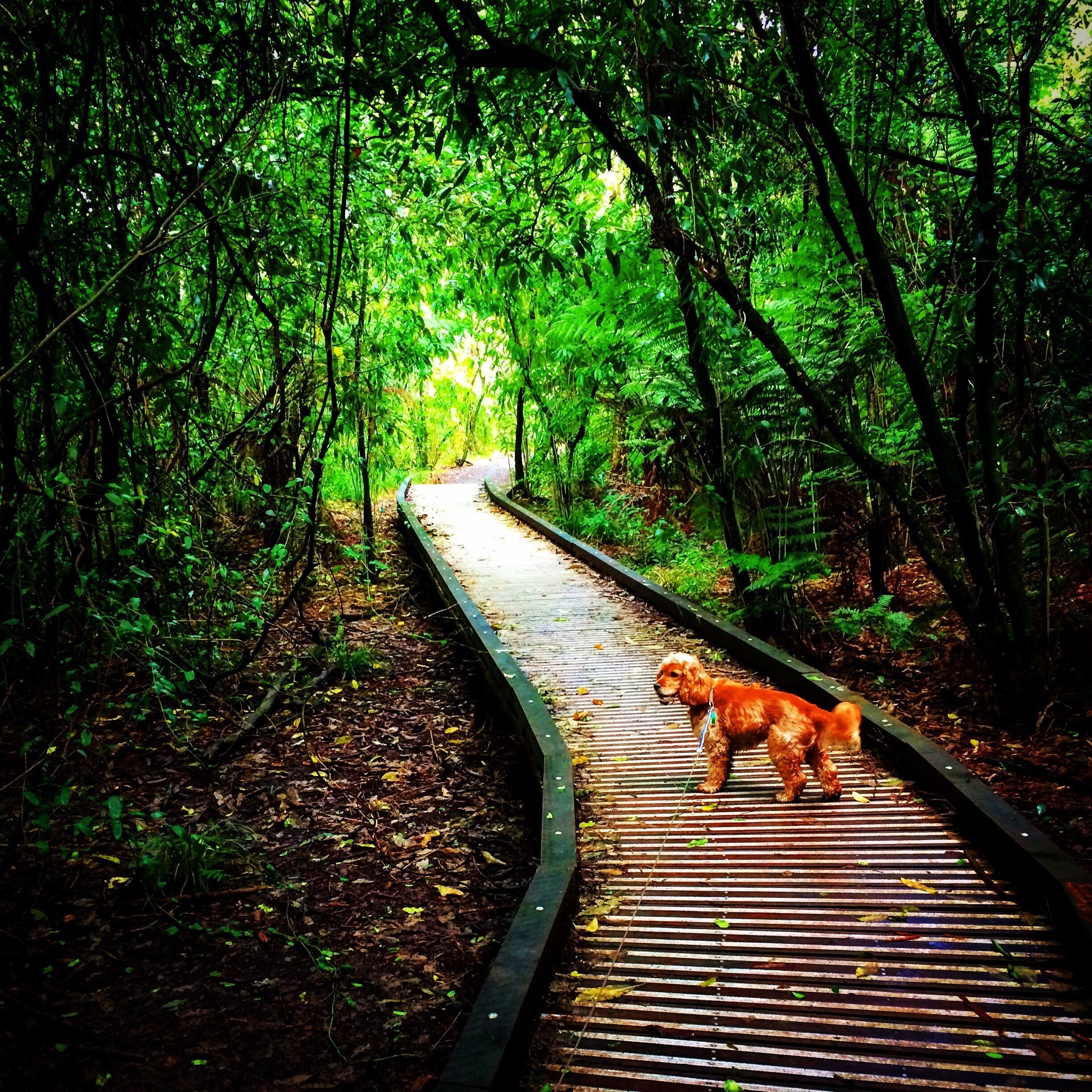 เฮนเดอร์สัน