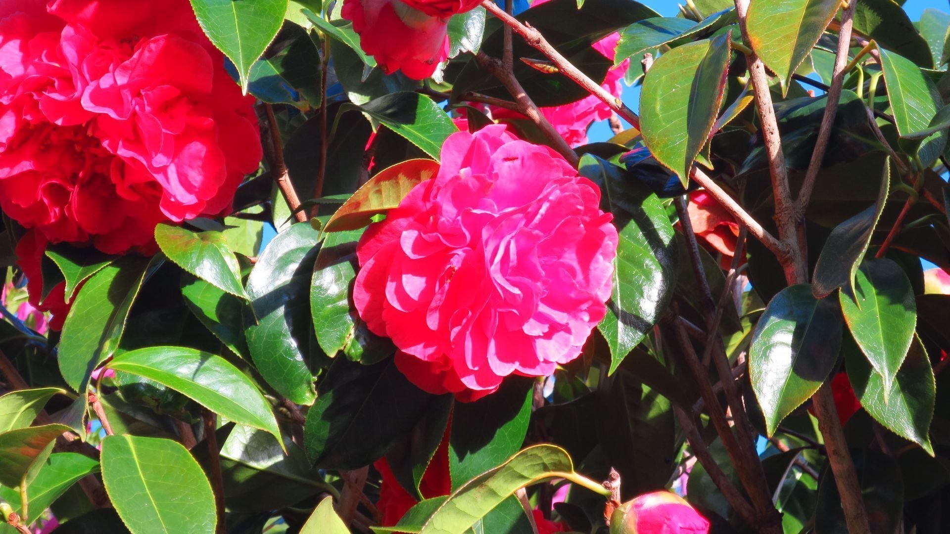 Many camellias around our home in Auckland NZ