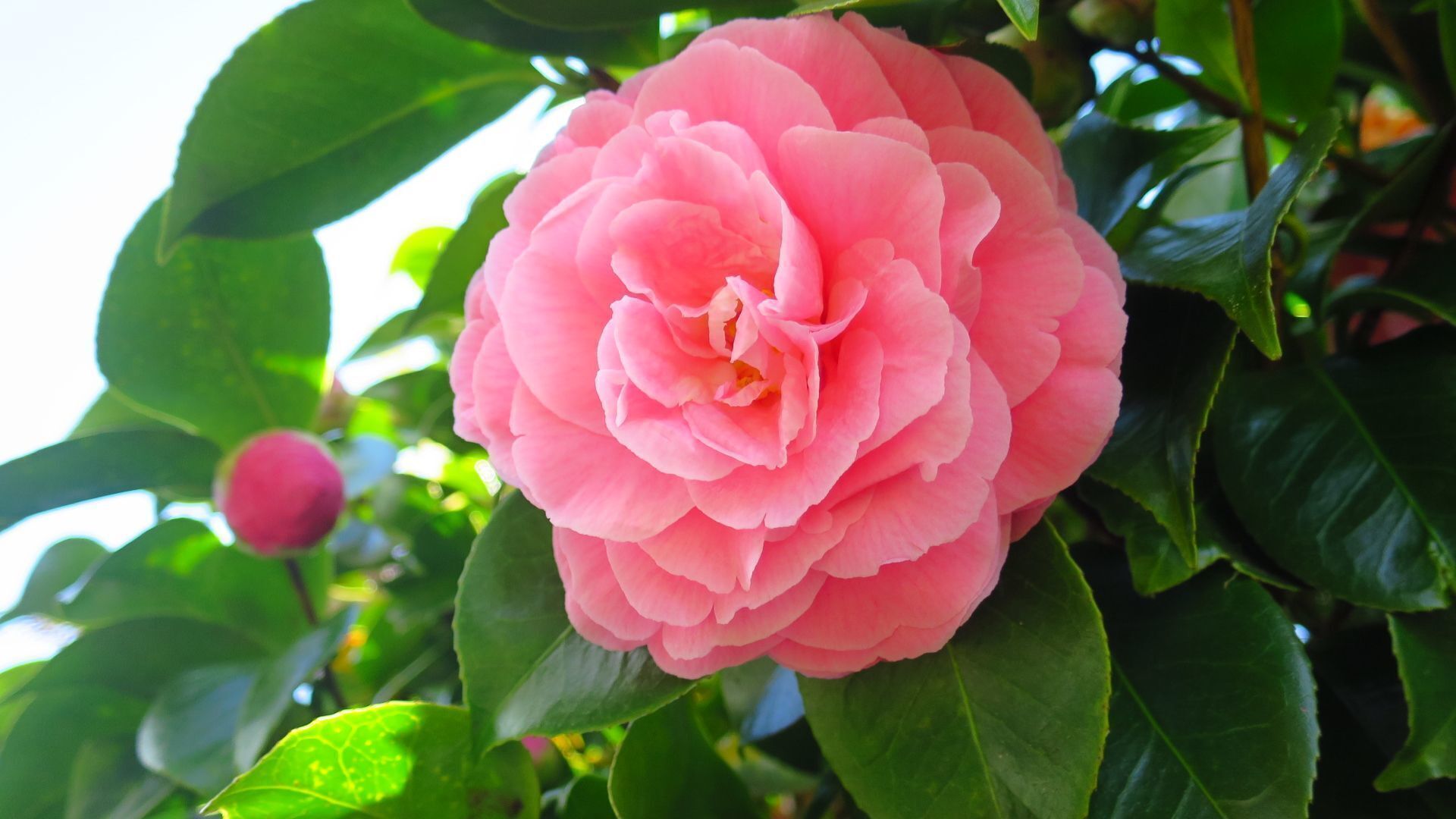 The cute Camellia flower one of the spring beauties in Auckland NZ


#BestOf5