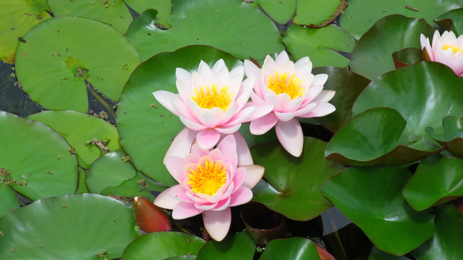 Beautiful water lilies in Auckland Botanic Gardens.
The hardy water lily is a great easy care plant well suited to growing just about anywhere in New Zealand.