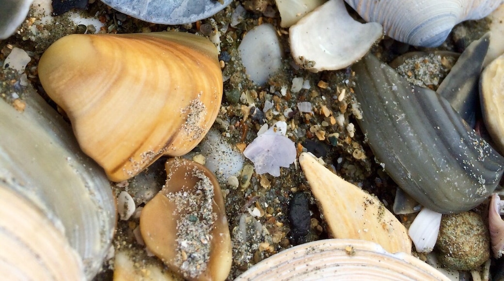 This is a female American Redstart that I saw at Snyder Park just north of the airrport.
#birds #wildlife #Florida