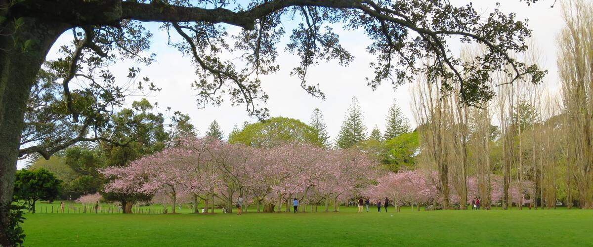 The spring in Cornwall Park - something beautiful
#parks