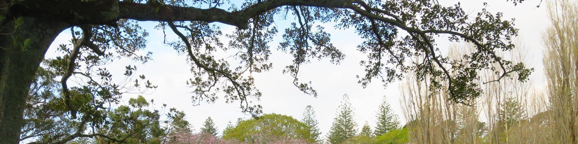 The spring in Cornwall Park - something beautiful
#parks