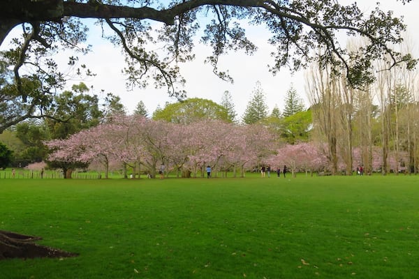 The spring in Cornwall Park - something beautiful
#parks