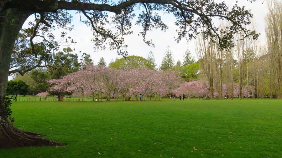 The spring in Cornwall Park - something beautiful
#parks