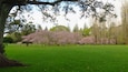 The spring in Cornwall Park - something beautiful
#parks