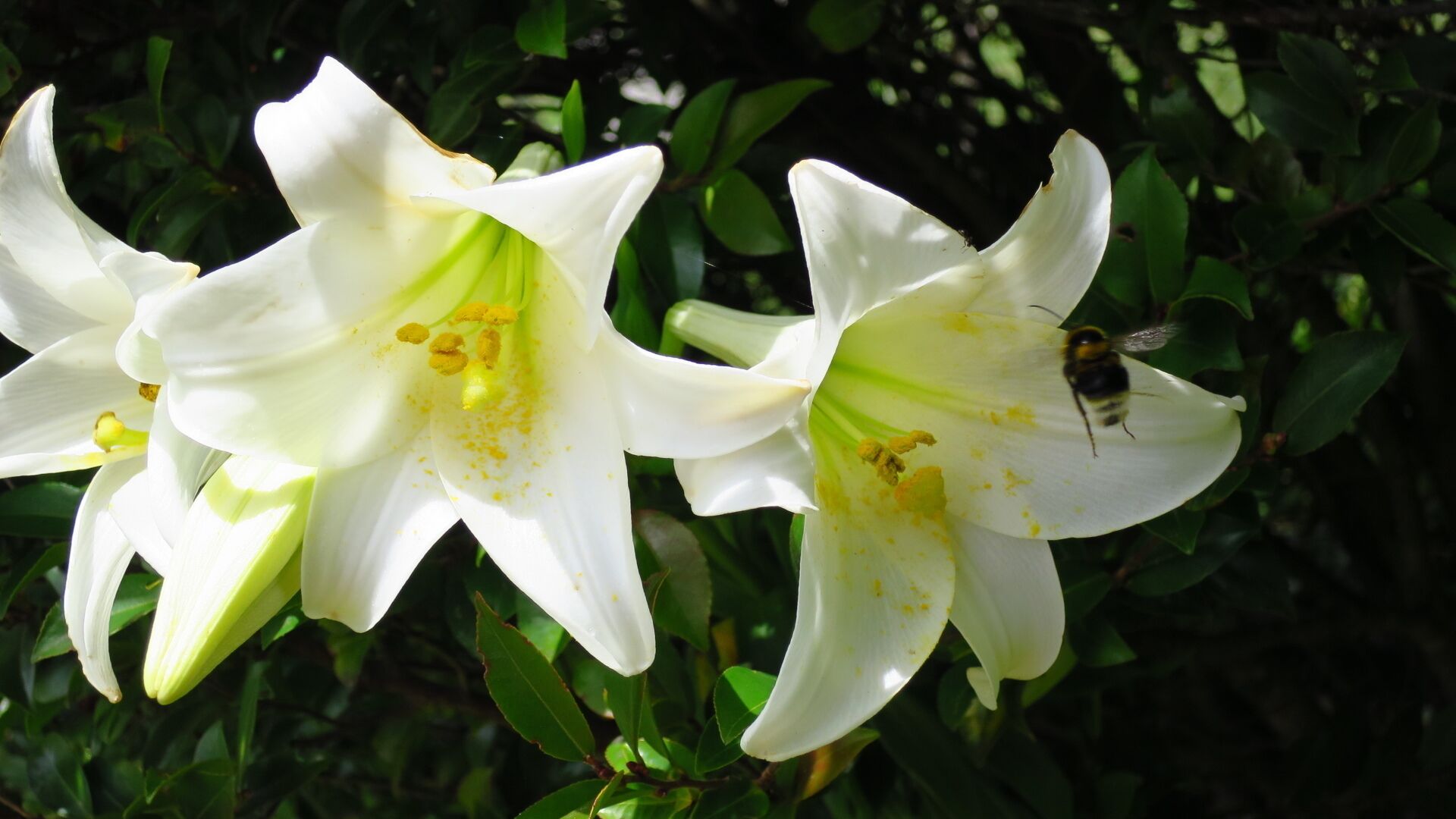 Royal Lilies in Auckland Botanic Gardens