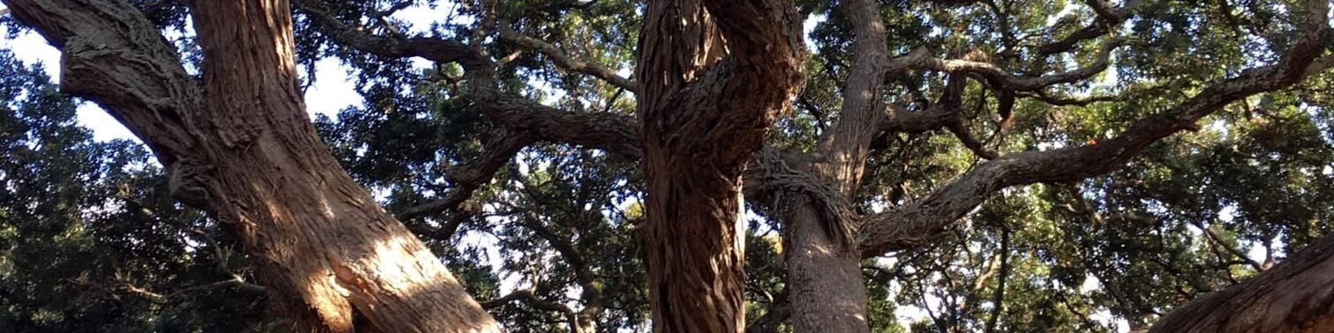 A large, sprawling tree with multiple thick branches.