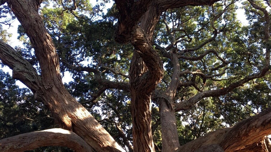 Dove-Myer Robinson Park