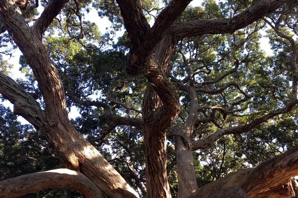A large, sprawling tree with multiple thick branches.
