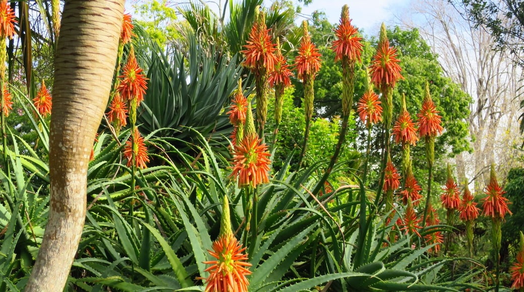 Aloe Dawei - Not an Aloe Vera in Auckland Zoo. It can make you sick if you consume it unlike Aloe Vera. Because the plant is green and prickly and looks like a succulent does not make it an Aloe Vera.