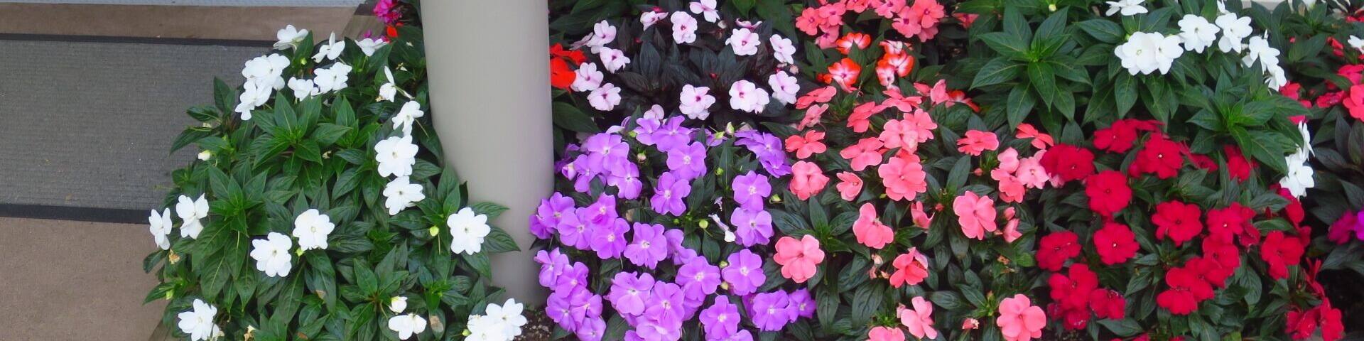 Beautiful flowers in the centre of Oneroa town - Waiheke Island Auckland