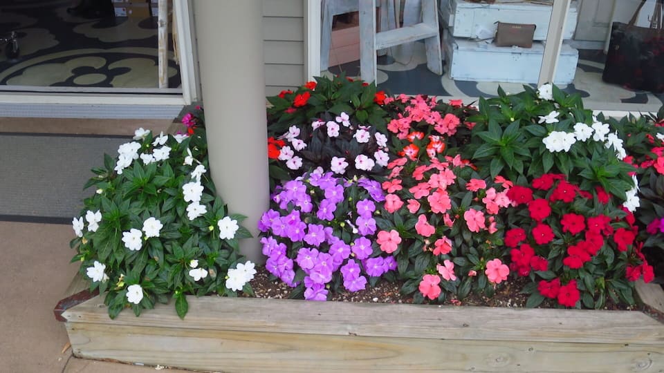Beautiful flowers in the centre of Oneroa town - Waiheke Island Auckland
