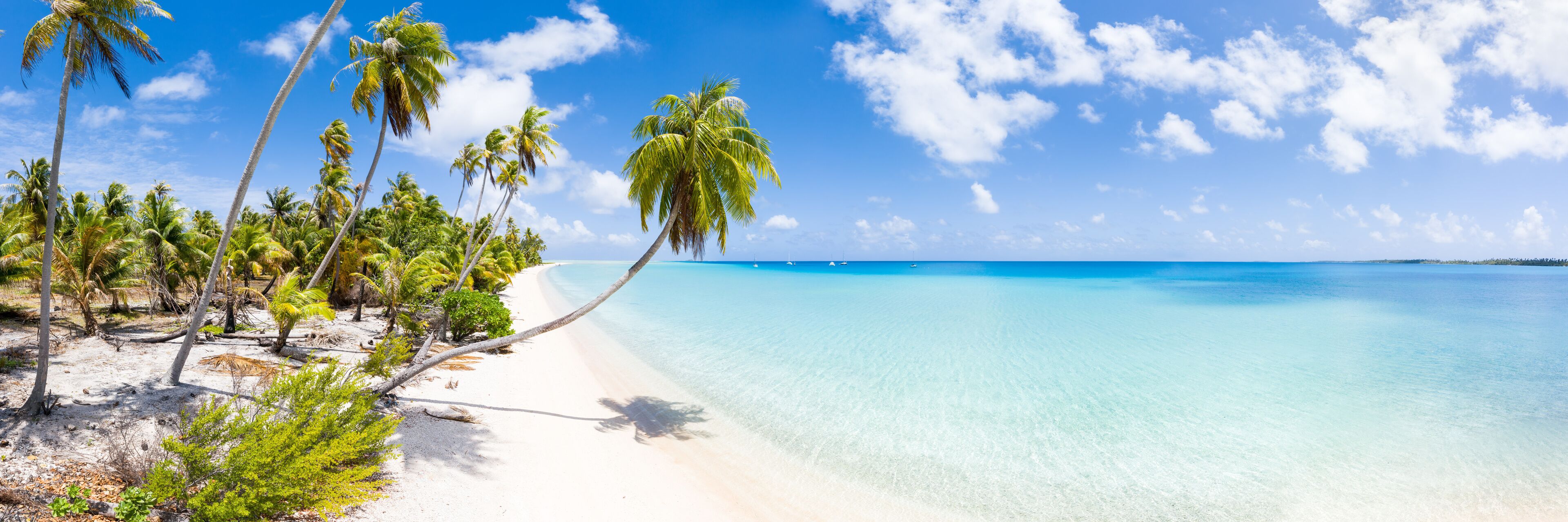 A beach with clear turquoise water, white sand, and palm trees.