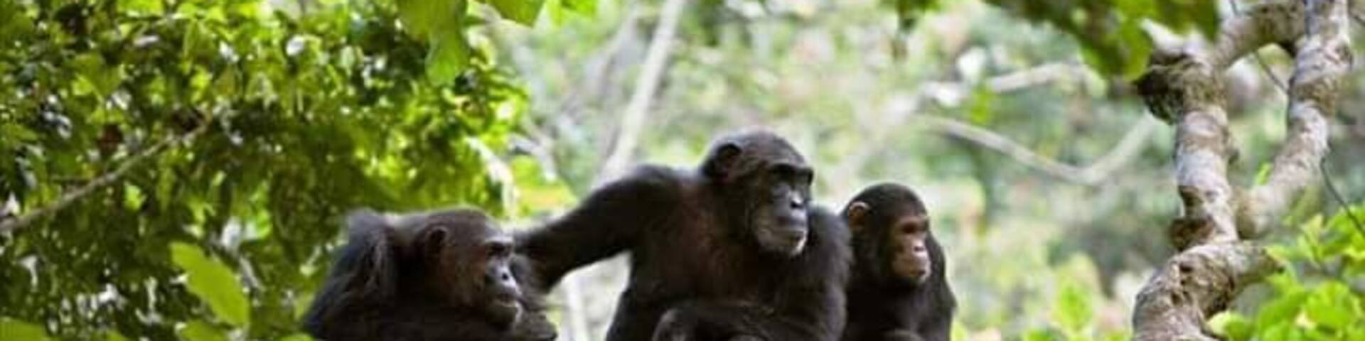 Gombe national park is one of the best places to spot Chimpanzee in Africa.